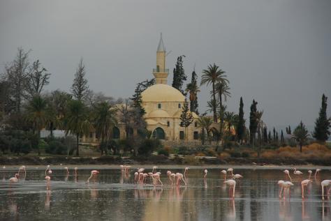 p515452-Larnaca-Flamingos.jpg
